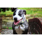 Rainbow Rope and Leather Dog Collar, Round Anti-Matting Design with Chrome Hardware in Nine Sizes source image 4