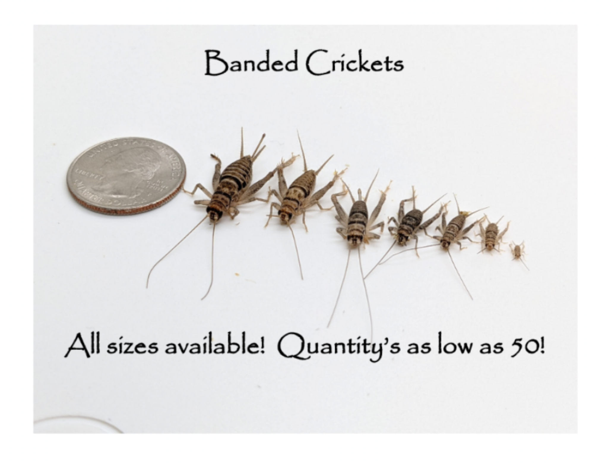 Live Banded Feeder Crickets in Half-Inch Size, Vented Travel Box and Five Quantity Counts for Reptiles source image 4