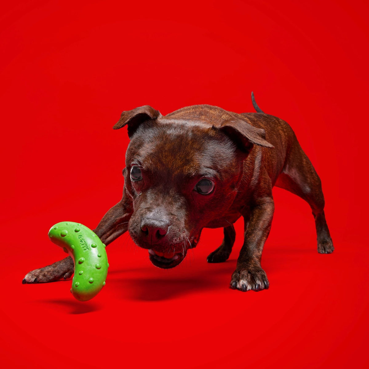Natural Rubber Pickle Dog Toy for Gnawing and Fetch Play, Squeaky Wobble Design in Three Sizes source image 4