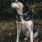 Martingale Dog Collar for Outdoor Walks in a Dusty Trail Pattern, Offered in Four Measured Sizes source image 4