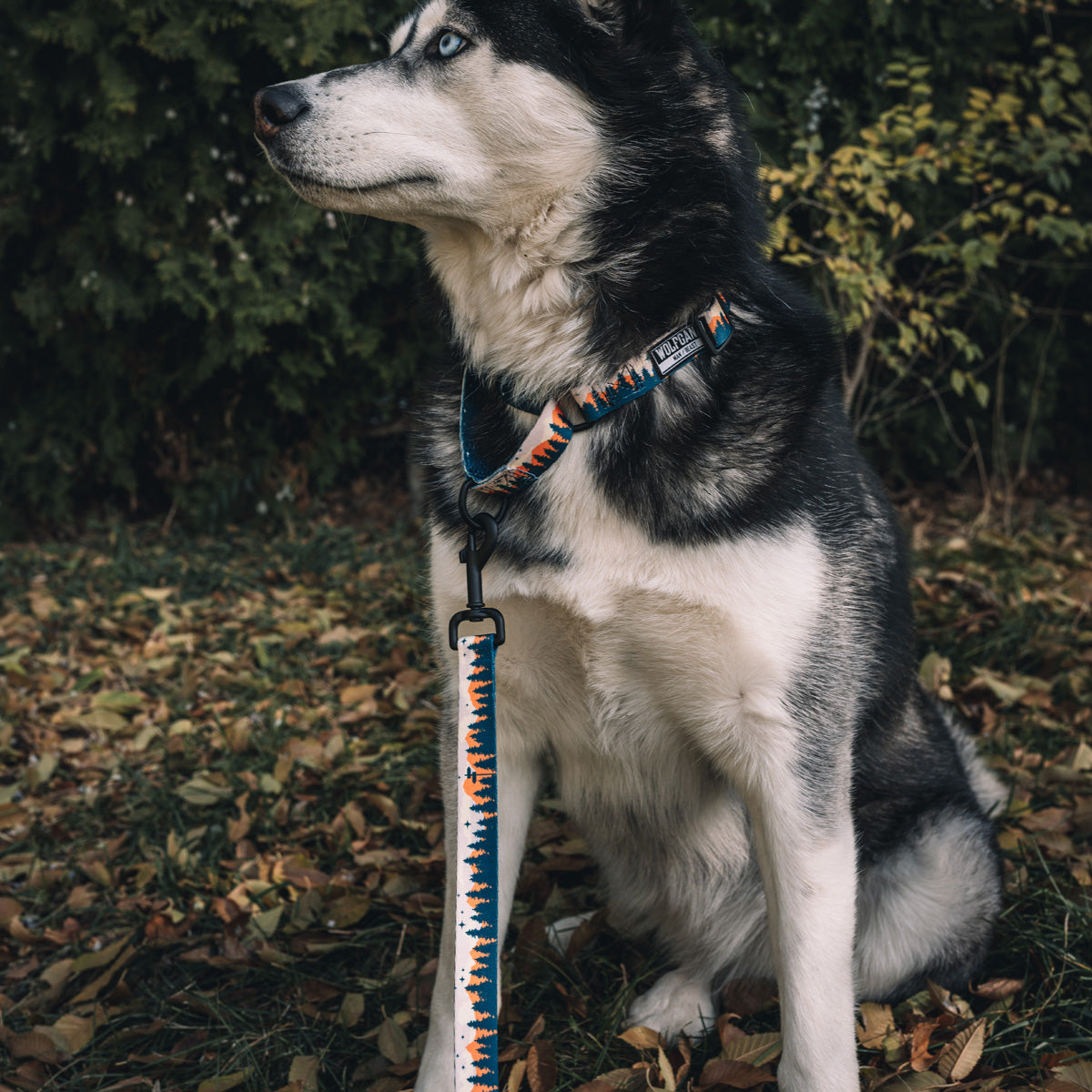 Martingale Dog Collar for Outdoor Walks in a Dusty Trail Pattern, Offered in Four Measured Sizes source image 4