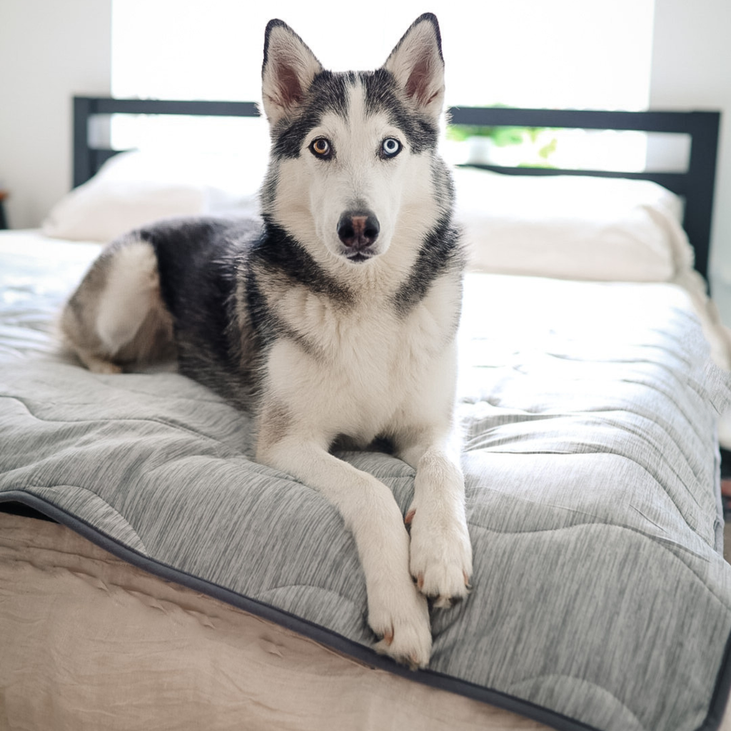 Cooling Waterproof Dog Blanket in Arctic Grey for Indoor Comfort and Furniture Protection, Two Sizes source image 4