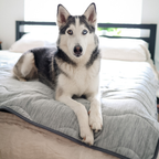 Cooling Waterproof Dog Blanket in Arctic Grey for Indoor Comfort and Furniture Protection, Two Sizes source image 4