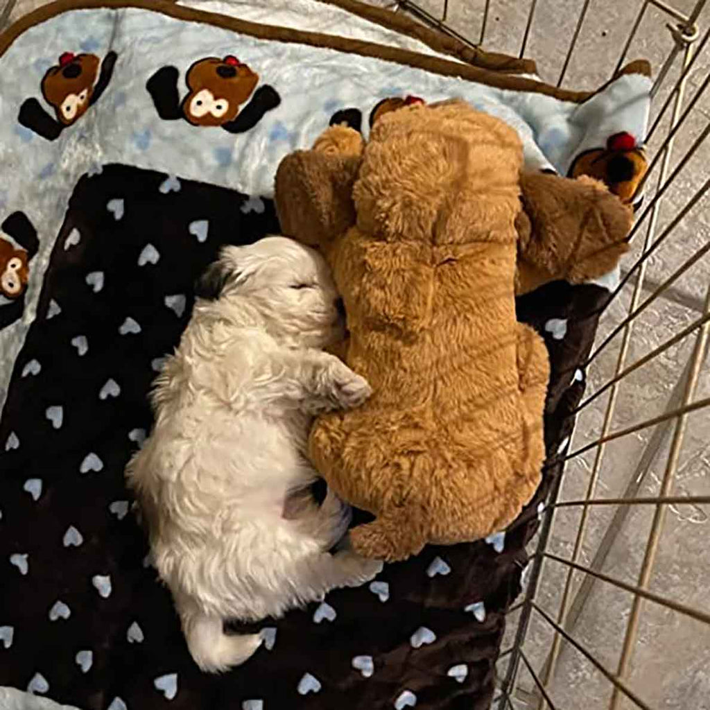 New Puppy Starter Kit for Home Transition, Heartbeat Plush and Coordinated Comfort Essentials Included source image 4