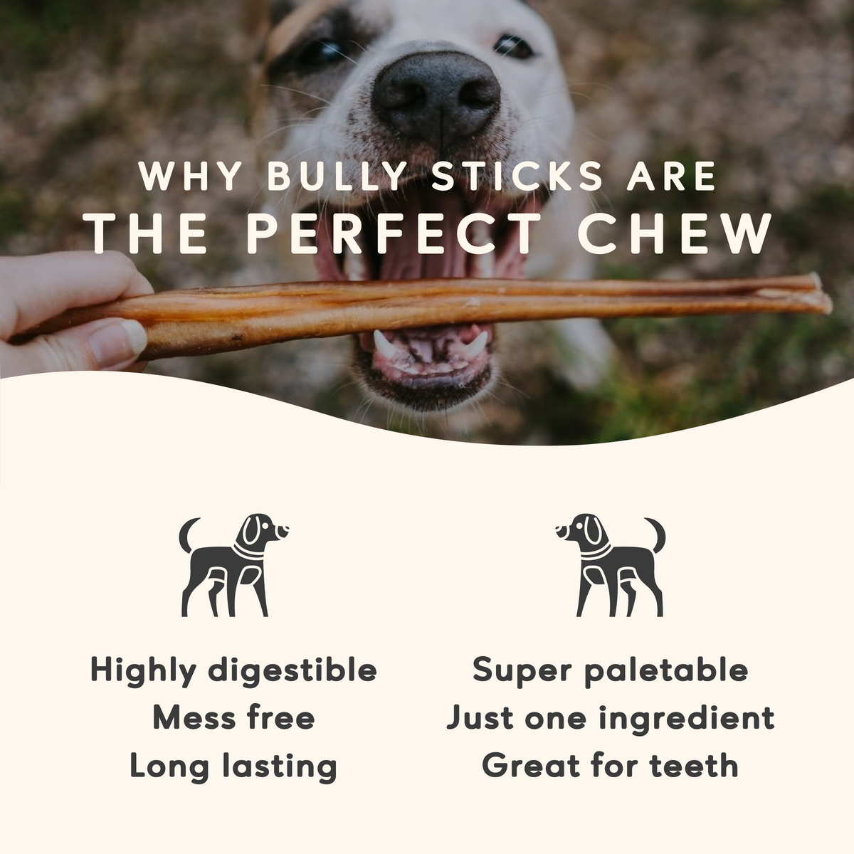 Maplewood Smoked Bully Stick Dog Chews Slow-Smoked for 72 Hours for Long-Lasting Flavorful Chewing product image 4