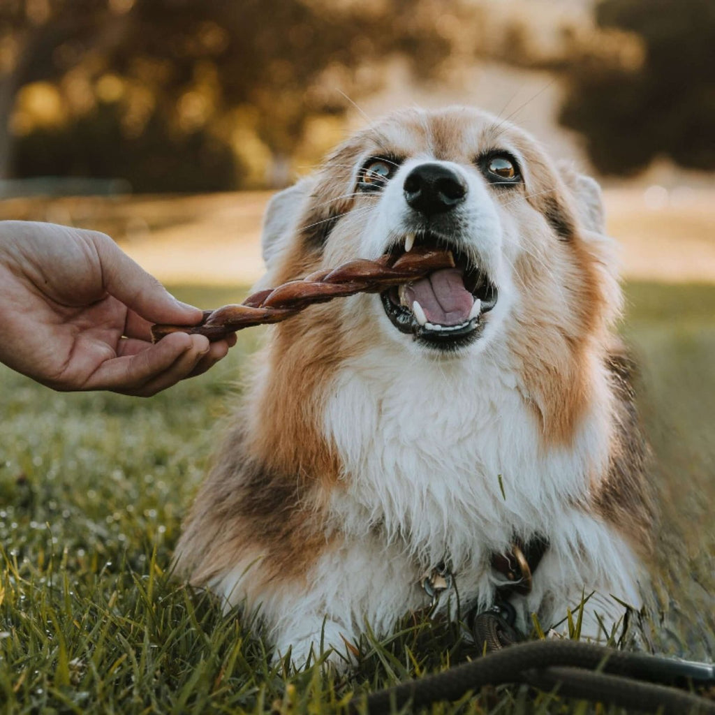 Braided Bully Stick Dog Chews Made from 100% Beef, Six-Inch Treats in Four Multi-Pack Quantities source image 4