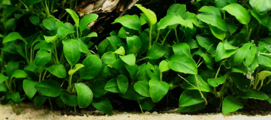 Live Anubias Barteri Aquarium Plant product image 4