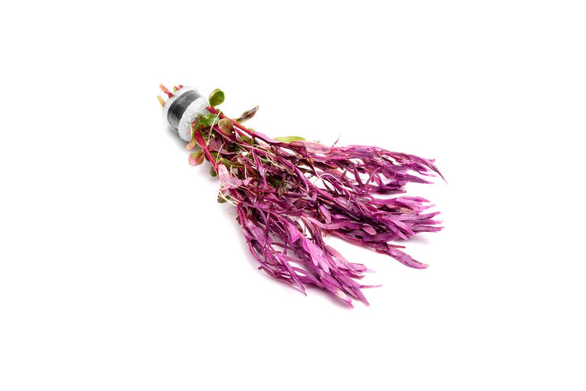 Red Rotala Aquarium Stem Plant product image 4
