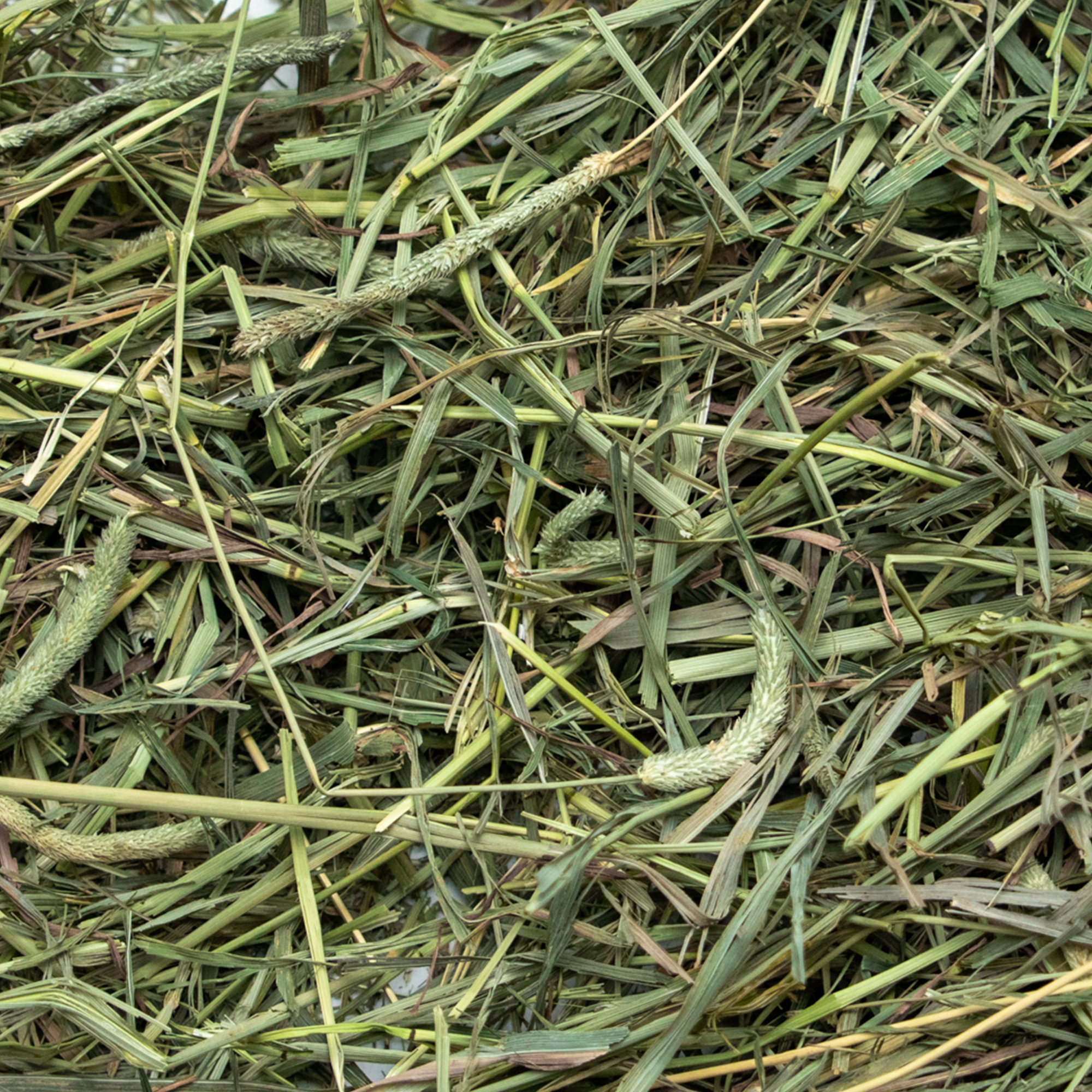 Medium Timothy Hay product image 4