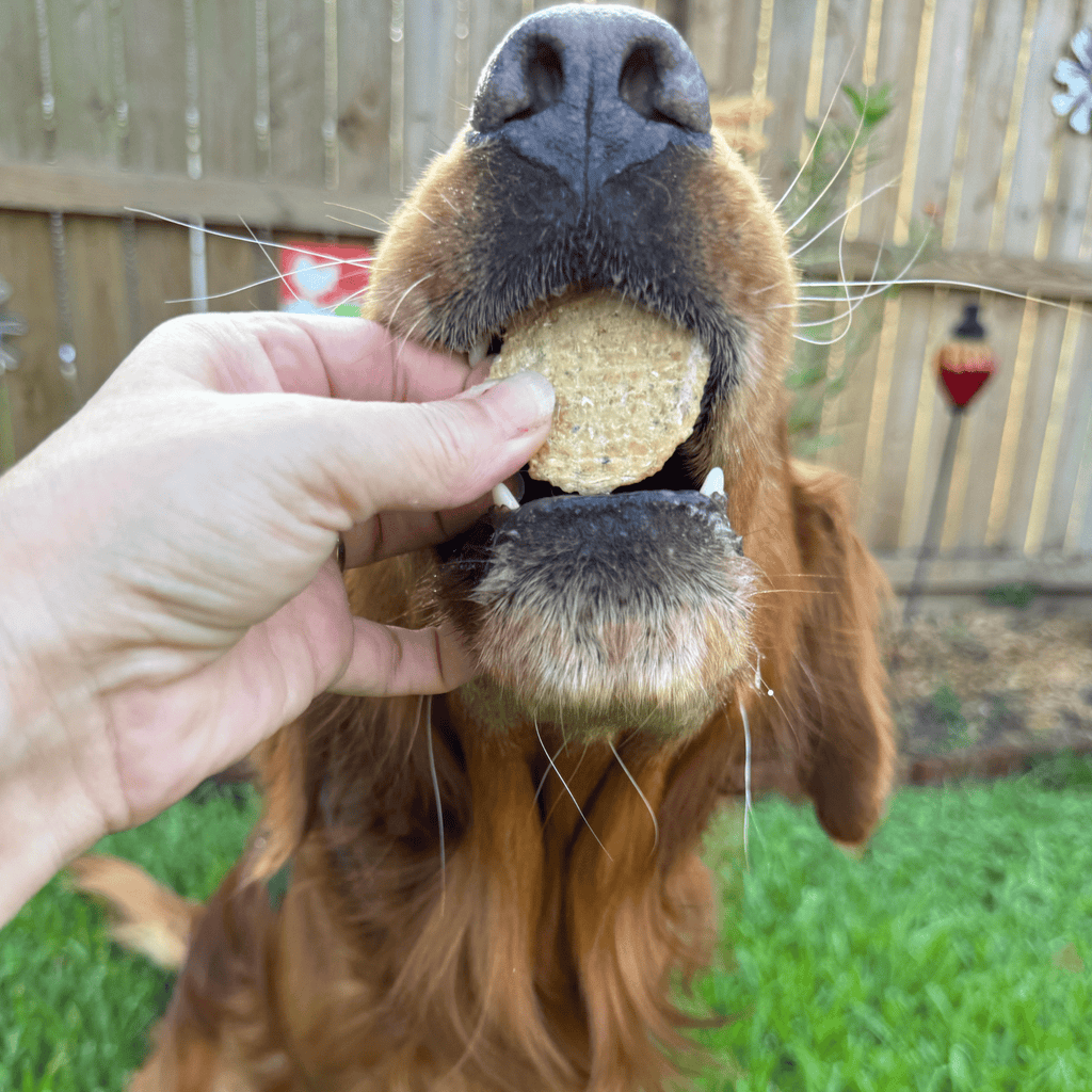 Walleye Fish Chip Dog Treats product image 4