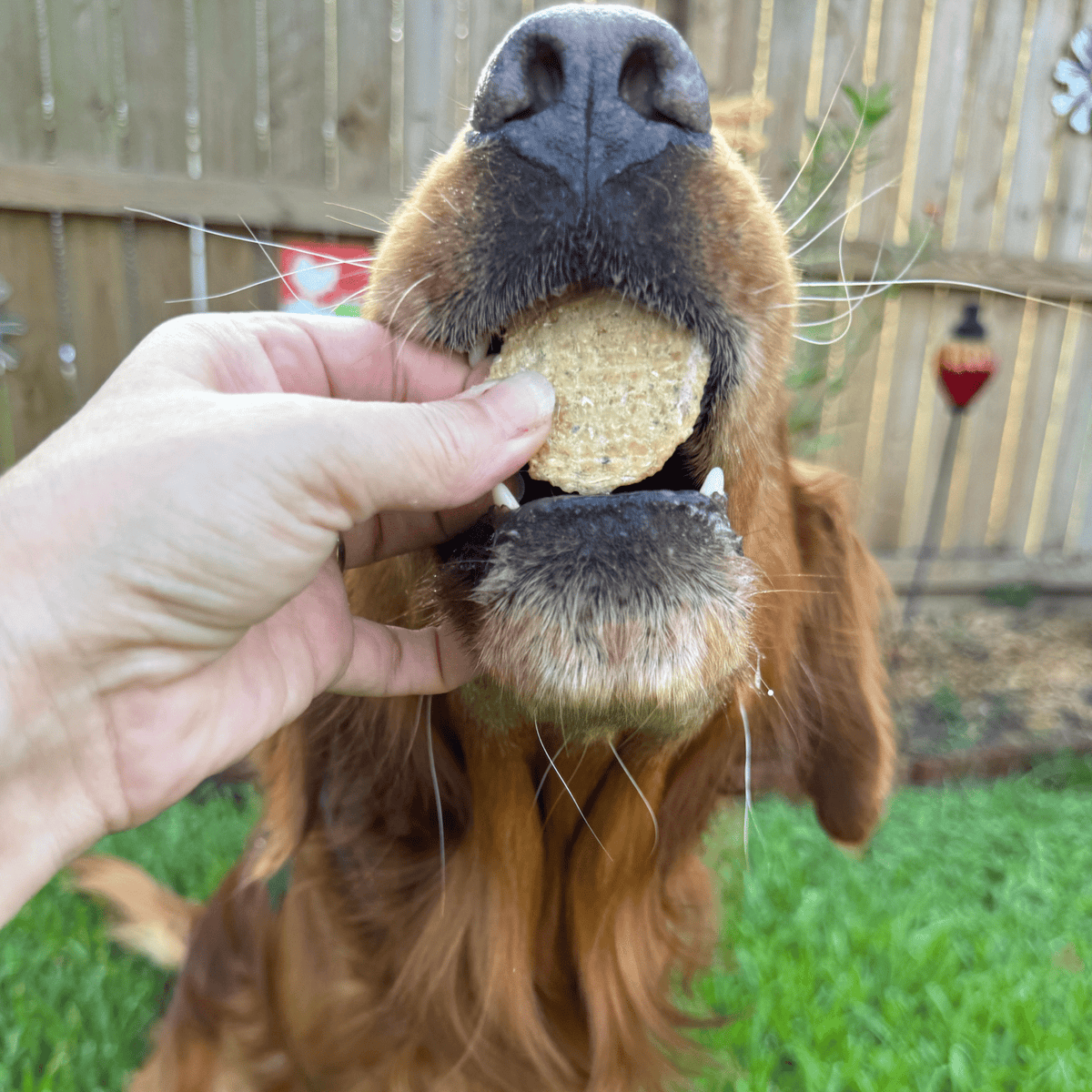 Walleye Fish Chip Dog Treats product image 4