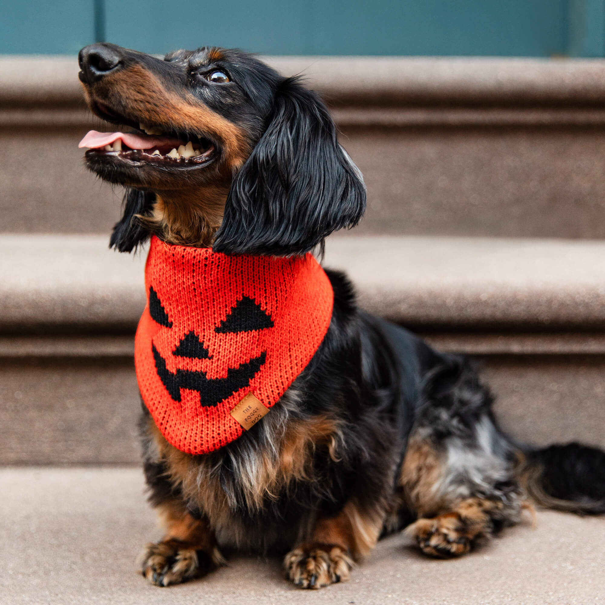 Jack-o’-Lantern Knit Dog Bandana product image 4