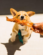 Thick Beef Tendon Dog Chews product image 4