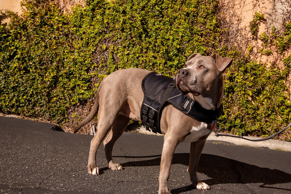 Martingale Dog Harness product image 4
