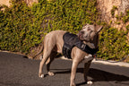 Martingale Dog Harness product image 4