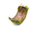 Christmas Moss Coconut Aquarium Bridge product image 4