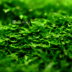 Live Java Moss Aquarium Plant product image 4