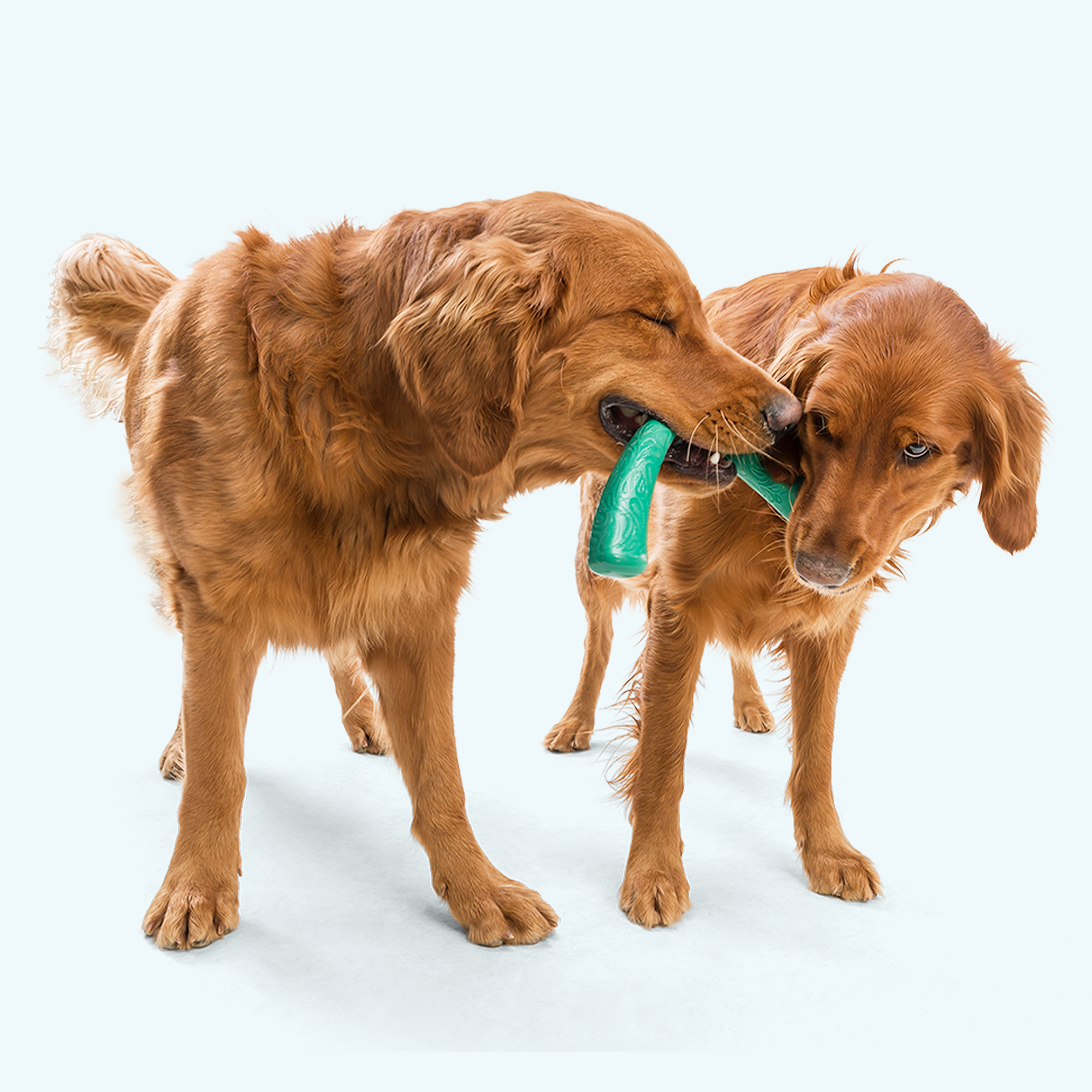 Floating Dog Tug Toy product image 4