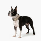 Tactical Dog Collar product image 4