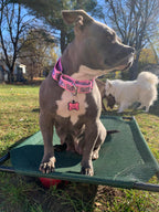 Martingale Dog Collar product image 4