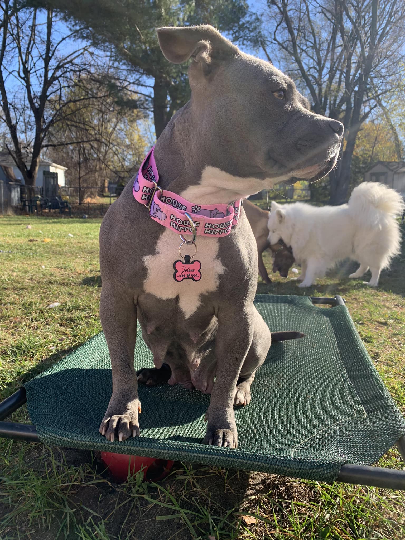 Martingale Dog Collar product image 4