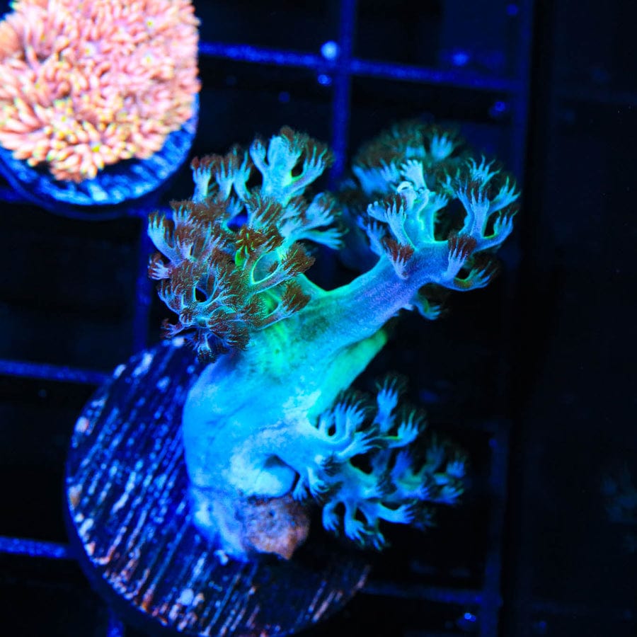 Kenya Tree Coral Frag product image 4