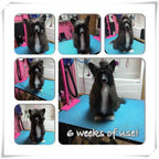 Dog Shampoo Conditioner Set product image 4