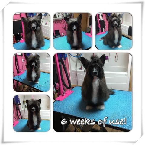 Dog Shampoo Conditioner Set product image 4