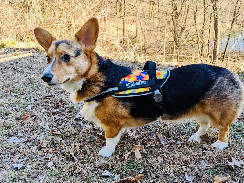 Dog Harness product image 4
