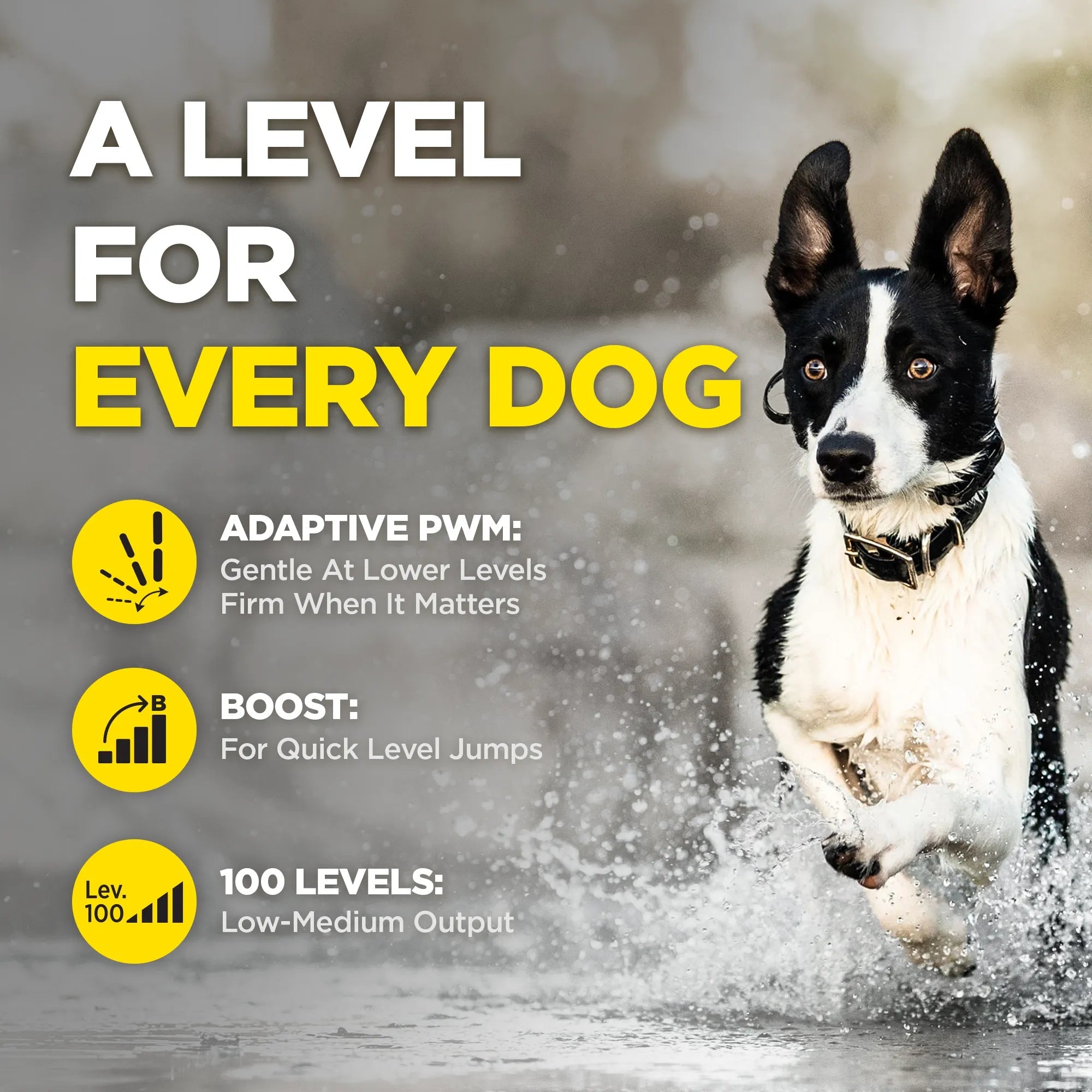 Dog Training Collar product image 4