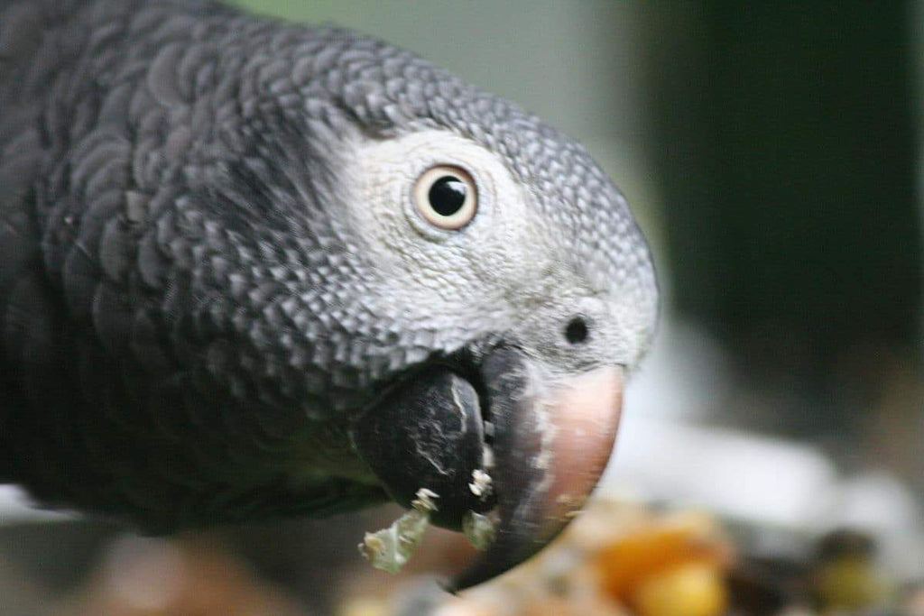 Parrot Food Sample Pack product image 4