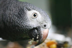 Parrot Food Sample Pack product image 4