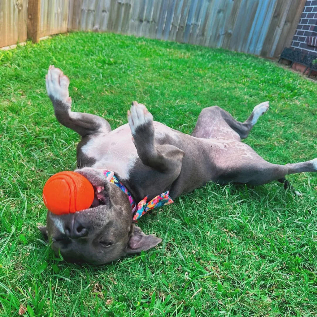 Dog Fetch Ball product image 4