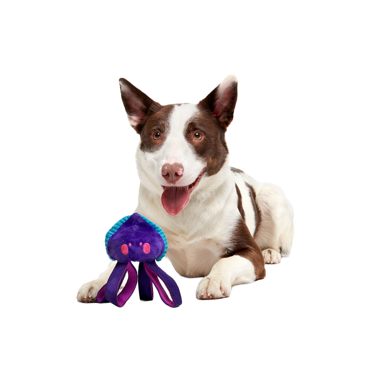 Two-Layer Tug Dog Toy product image 4