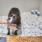 Dog Soap product image 4