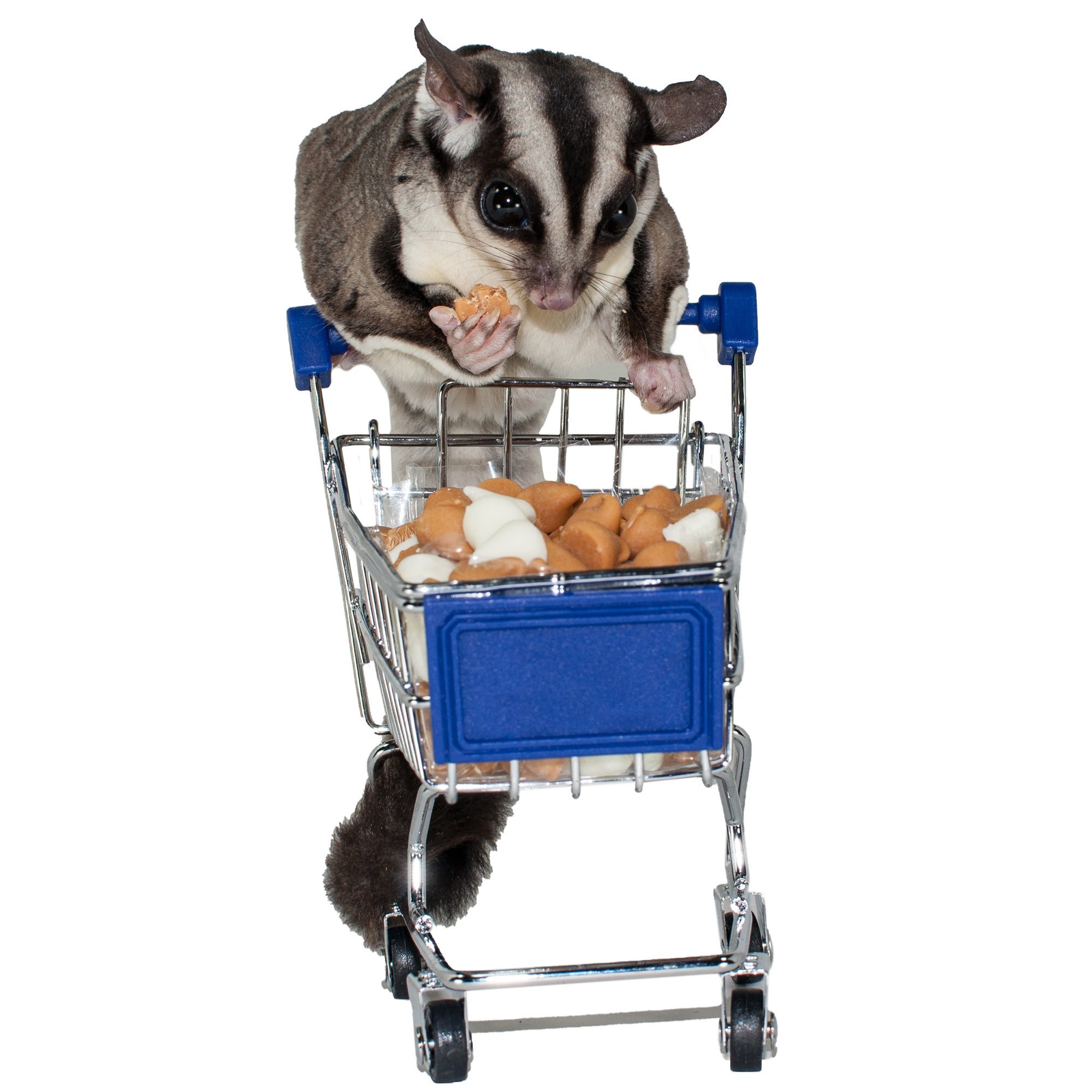Small Pet Yogurt Treats product image 4