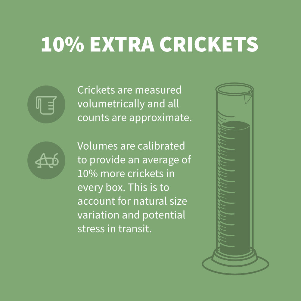 Live Feeder Crickets product image 4