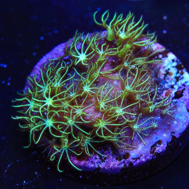 Green Star Polyp Coral product image 4