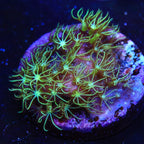 Green Star Polyp Coral product image 4