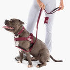 Bungee Dog Leash product image 4
