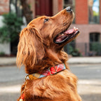 Dog Collar product image 4