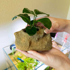 Bare-Bottom Aquarium Plant Holder product image 4