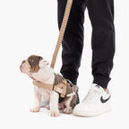 Bungee Dog Leash product image 4