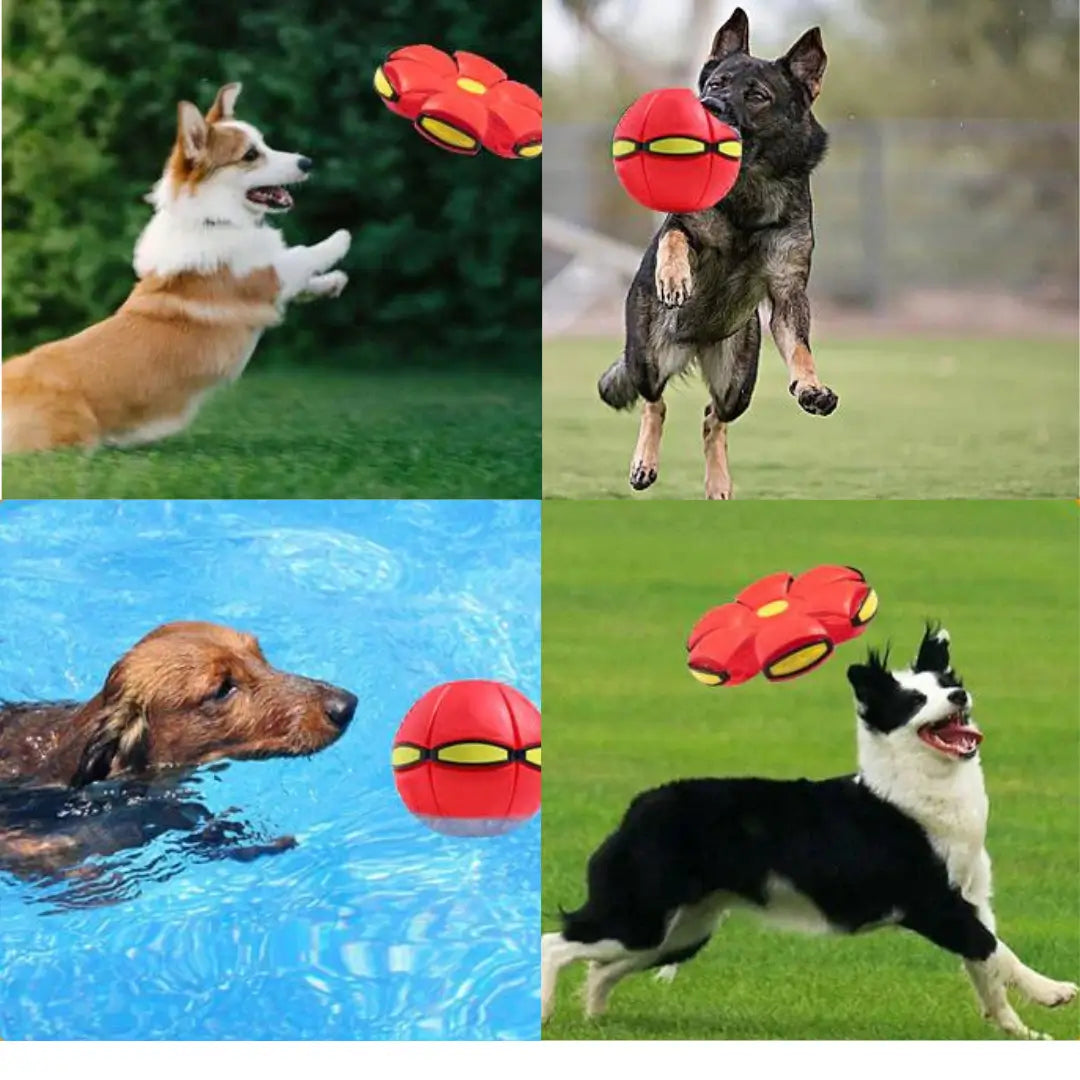 Transforming Pet Toy product image 4
