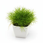 Live Aquarium Plant product image 4