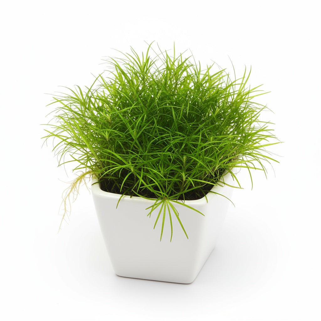 Live Aquarium Plant product image 4