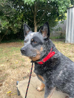 Dog Training Slip Leash product image 4