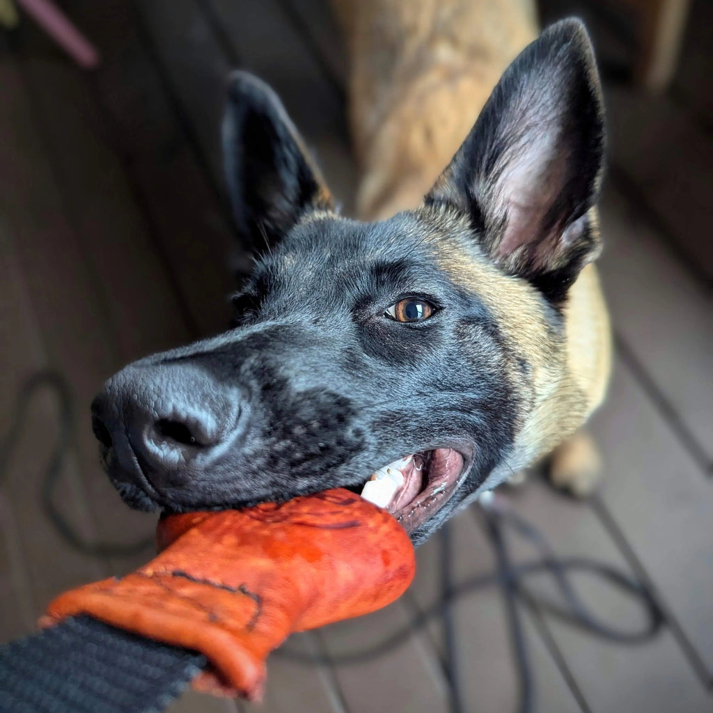 Dog Tug Toy product image 4