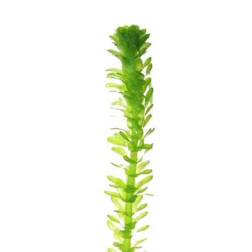 Live Anacharis Aquarium Plant product image 4