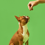 Dog Probiotic Treat product image 4